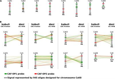 Karyotype Differentiation in Cultivated Chickpea Revealed by Oligopainting Fluorescence in situ Hybridization